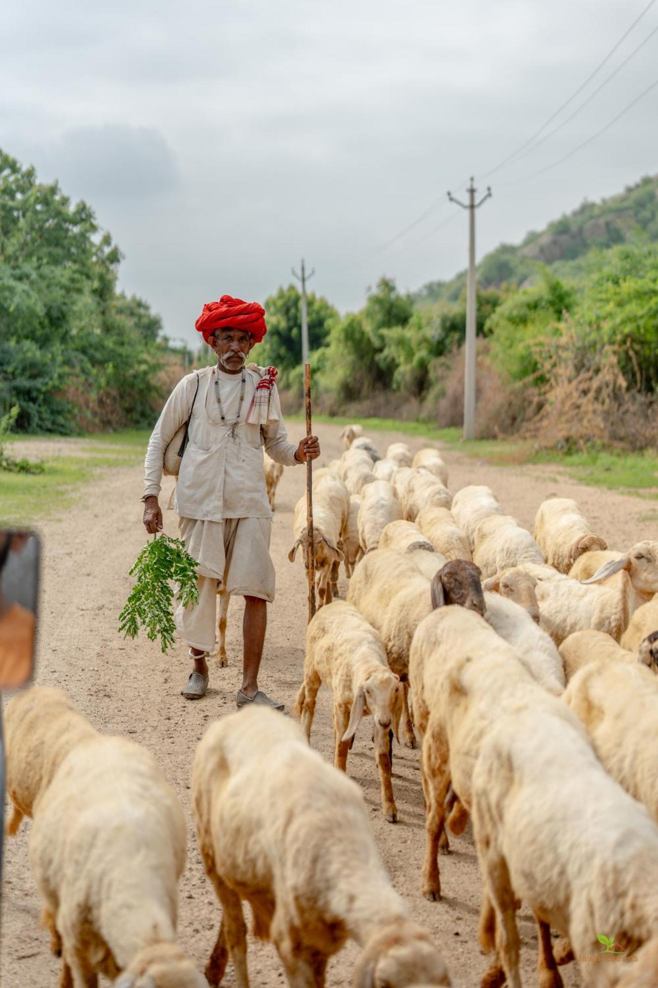 Jawai Greens Jawai Bandh Kültér fotó